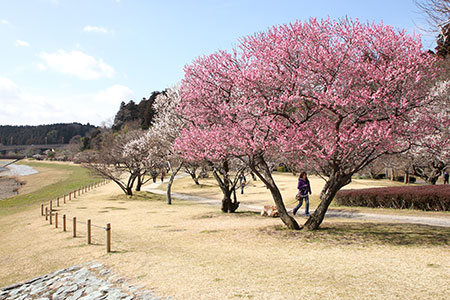 春の偕楽園