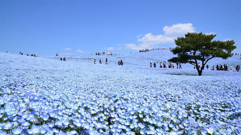 国営ひたち海浜公園のネモフィラ