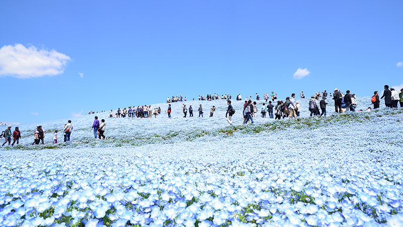 国営ひたち海浜公園のネモフィラ