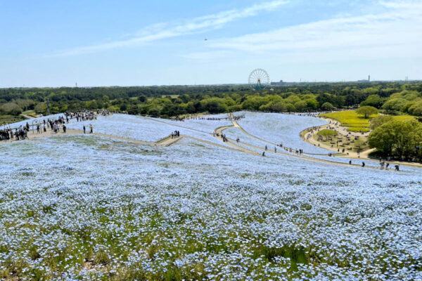 国営ひたち海浜公園