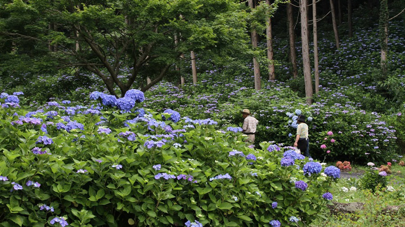 涸沼自然公園あじさい