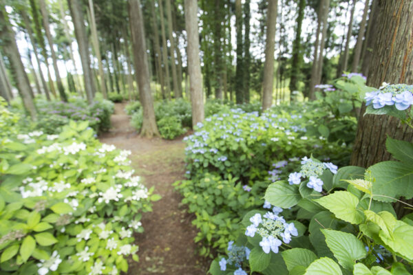 あじさいの森