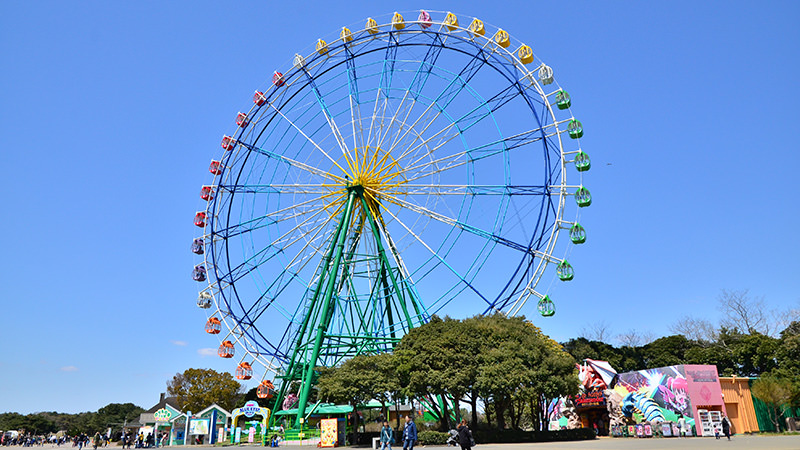 国営ひたち海浜公園のコキア