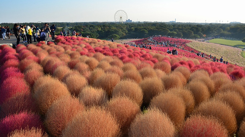 国営ひたち海浜公園のコキア