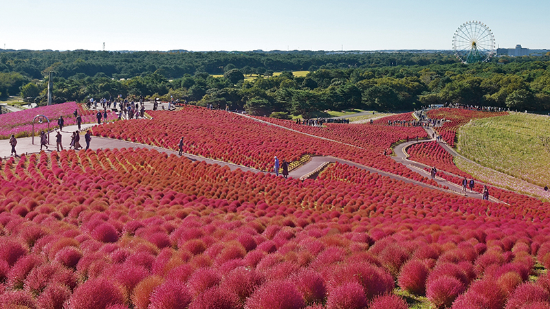 国営ひたち海浜公園のコキア