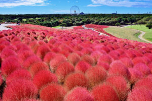 国営ひたち海浜公園のコキア